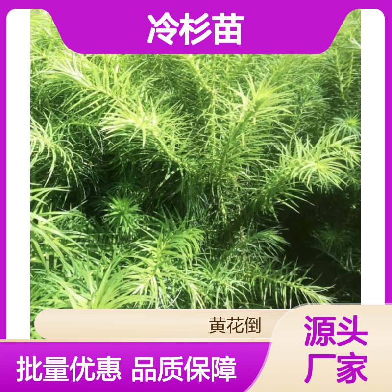 冷杉苗批发 优质乔木树种 适应性强 生长迅速 用途多样