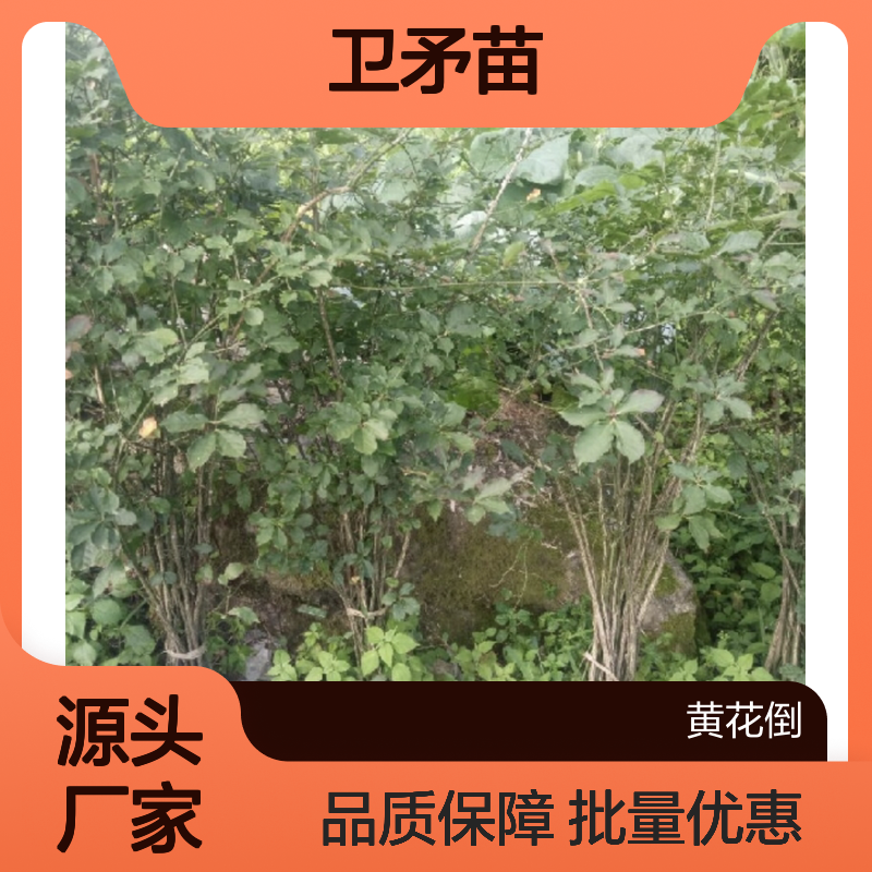 精选卫矛苗 园林绿化优选品种批发 生长旺盛 易于修剪
