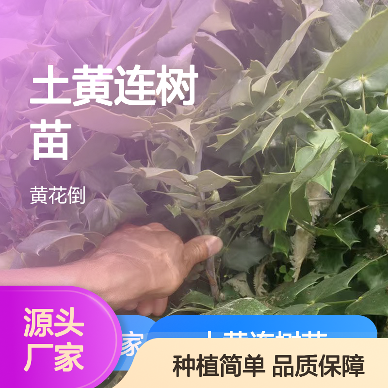 基地直供土黄连树苗 种植收益好荒山农田均可种植