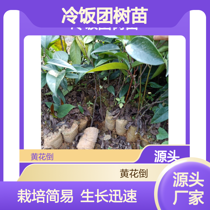 冷饭团树苗 基地直供 园艺优选 栽培简易 生长迅速