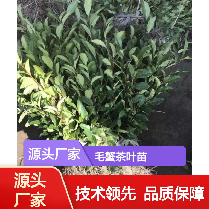 毛蟹茶叶苗基地直供 优质毛蟹茶苗 种植专业 技术传承