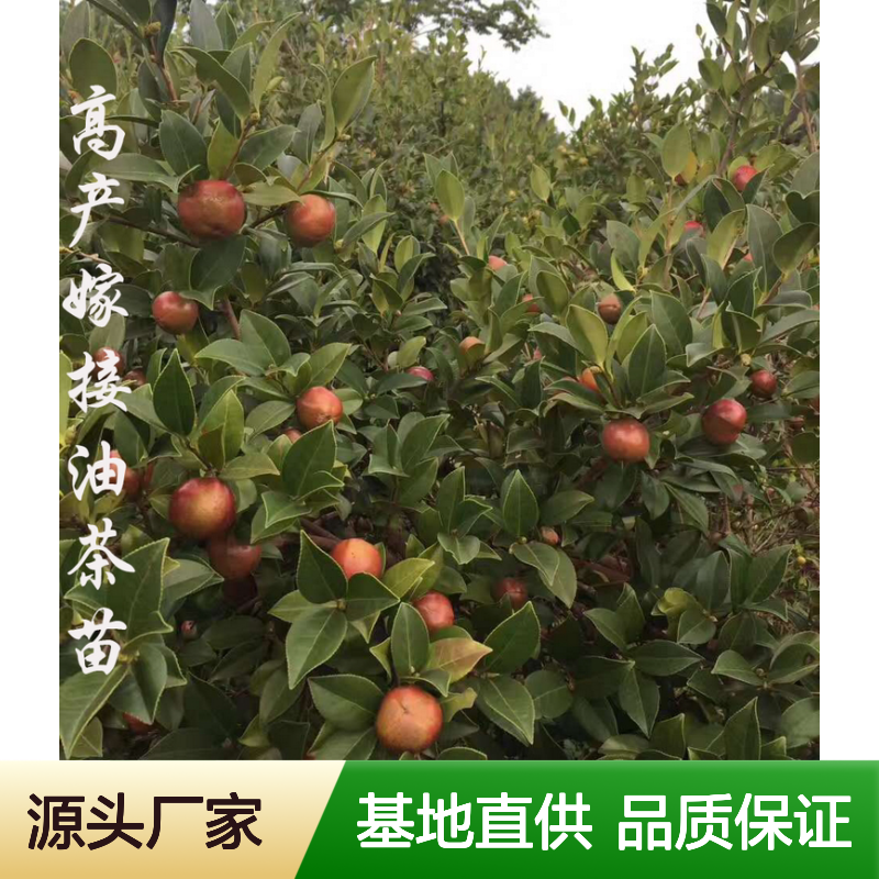 茶子树苗 嫁接高产 基地直供 果大皮薄 营养丰富