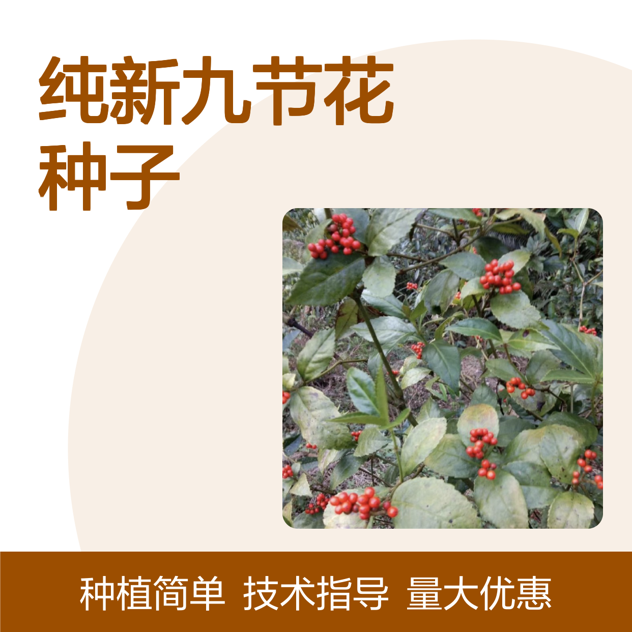 当年纯新九节花种子 自产自销栽培技术指导 观赏价值