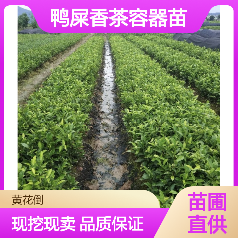 现挖现卖鸭屎香茶容器苗 苗圃产地直供品质保证种植技术分享
