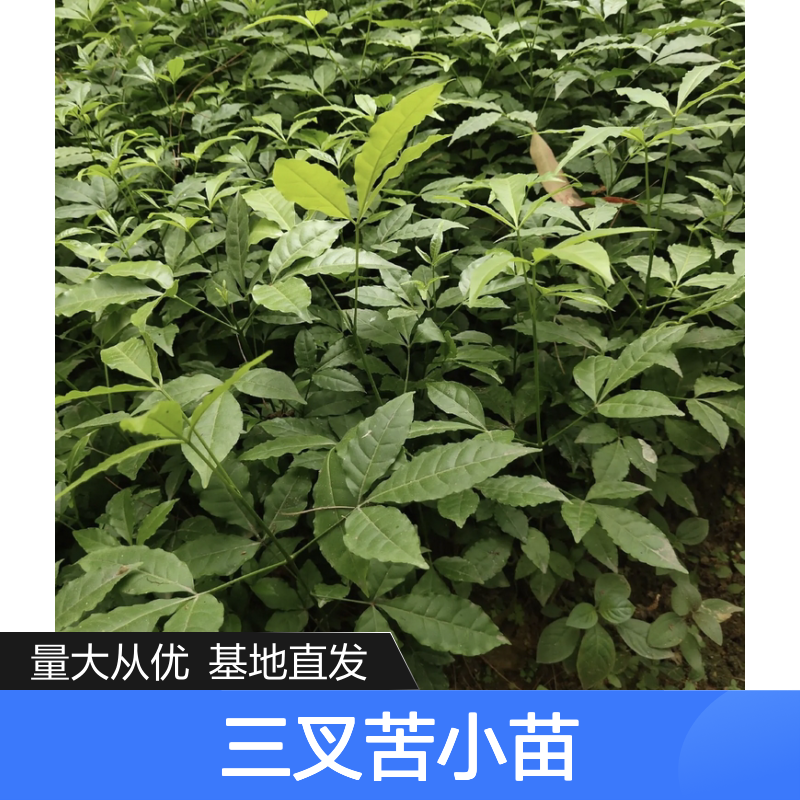 三叉苦小苗 批发基地直供 园林植物 全年可采 经济价高