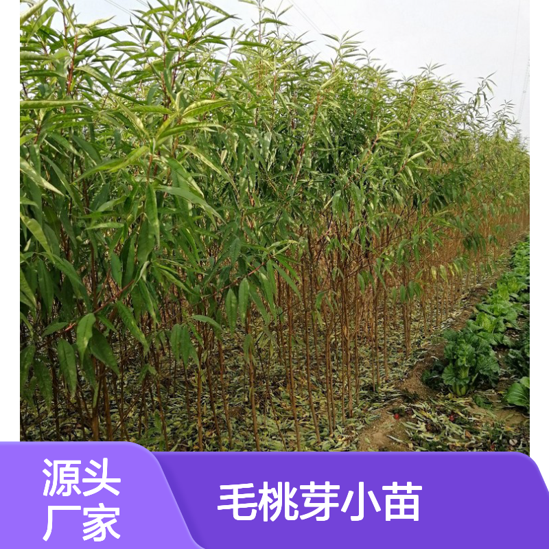 毛桃芽小苗 园林观赏经济树种 生长迅速 绿化佳品
