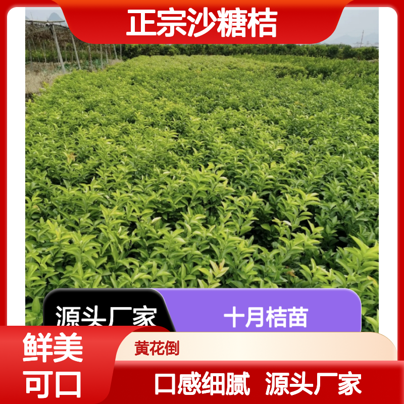 正宗沙糖桔 十月桔苗 批发种植 口感细腻 果实鲜美