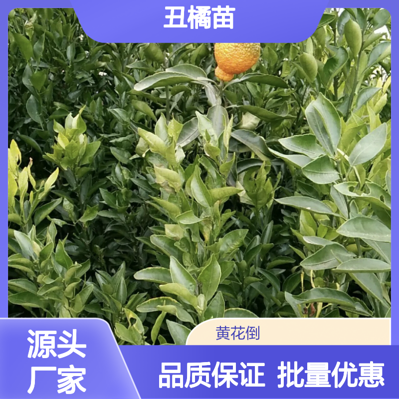 丑橘苗批发 百亩种植园直供 品质优良 果香浓郁