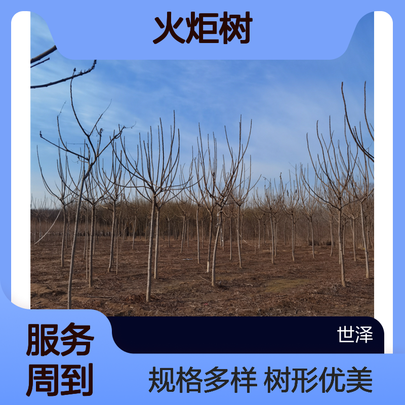 世泽园林-苗木基地-5公分火炬树-多种规格-树形优美