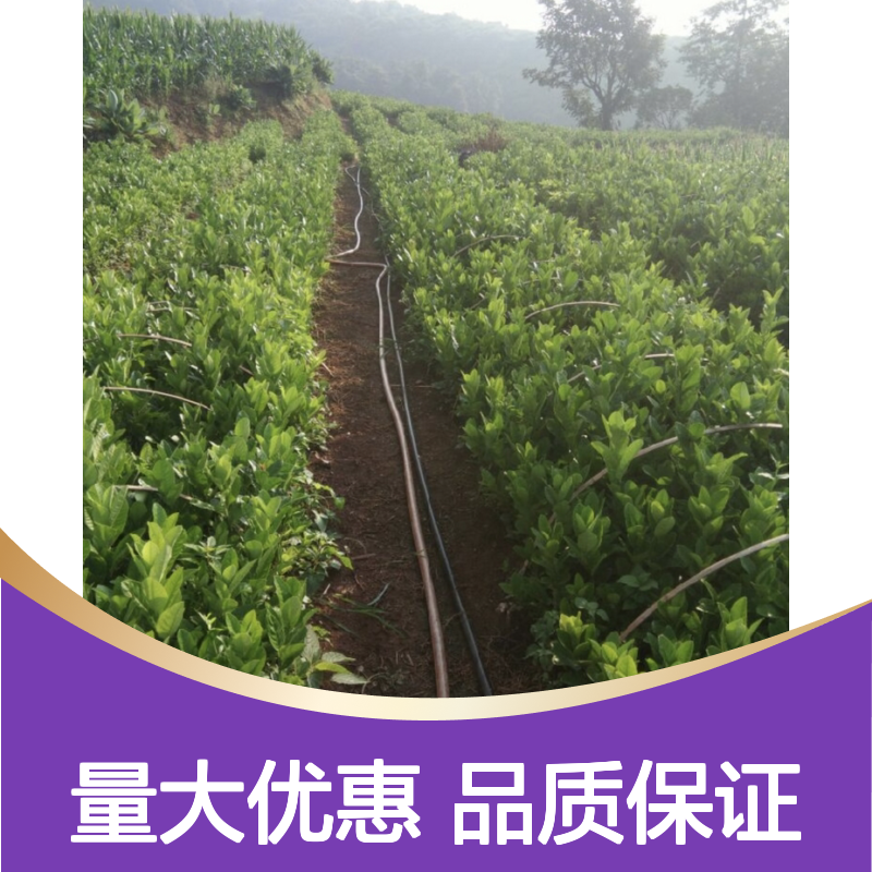 佛手柑树苗 基地直供 成年壮树高产 易于管理 果实丰硕