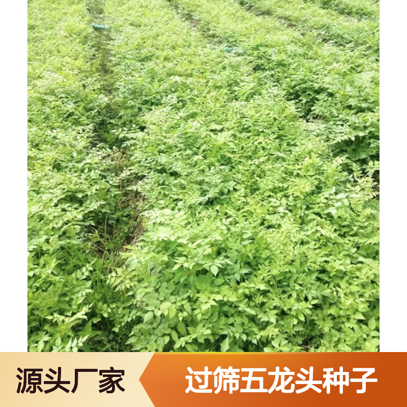 精选过筛五龙头种子 产地直供技术指导服务 生长迅速