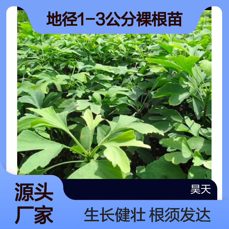 1-2年生银杏苗木 地径1-2公分裸根苗 根须发达生长健壮