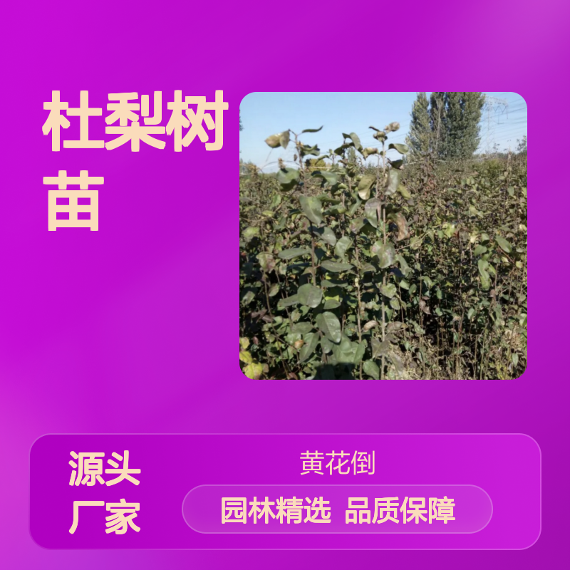 杜梨树苗 嫁接砧木优选 园林栽植 耐寒耐旱 抗病虫害