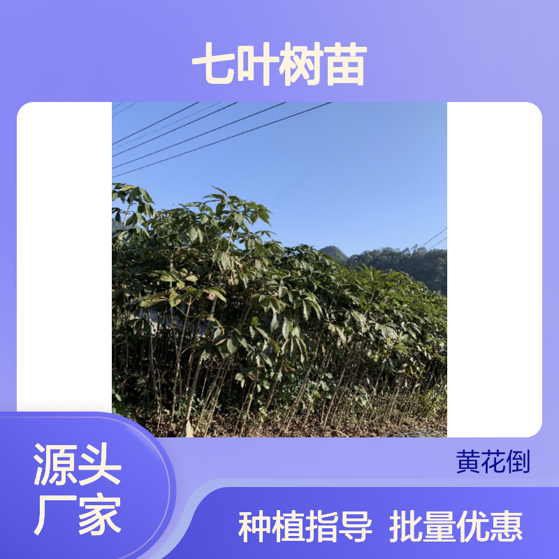 七叶树苗批发基地 园林植物常绿灌木 品质优良