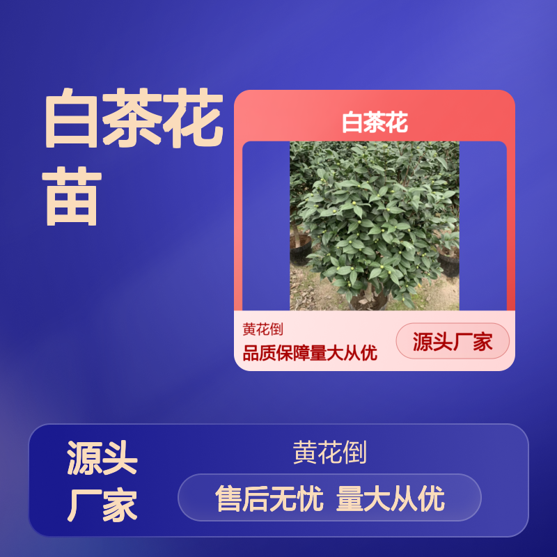 白茶花苗 园林景观优选 花期长久 技术领先 适应性强
