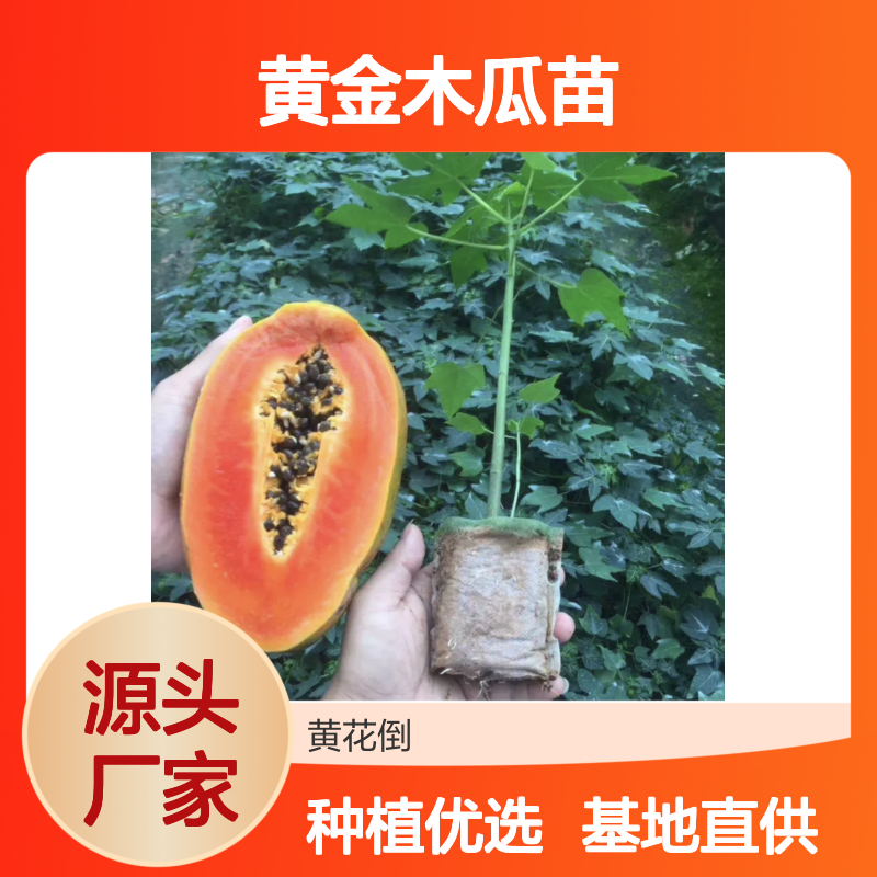 黄金木瓜苗 批发供应 果园优选 管理简便 营养丰富