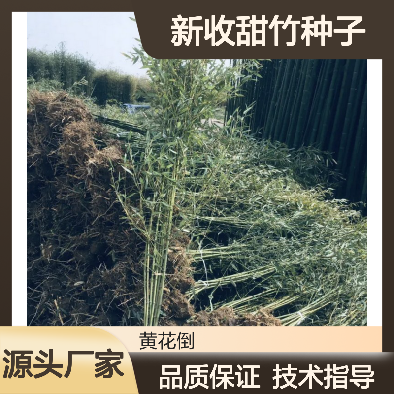 当年新收甜竹种子 基地直供批发 技术指导 生长迅速