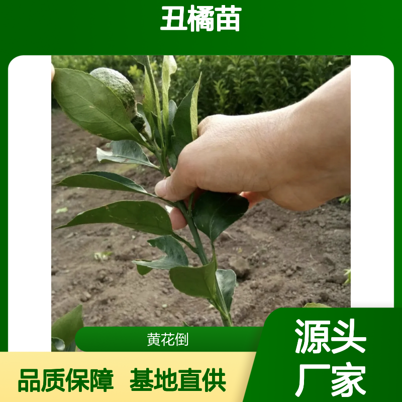 百亩种植区出品 丑橘苗批发供应 果实硕大 汁糖度高