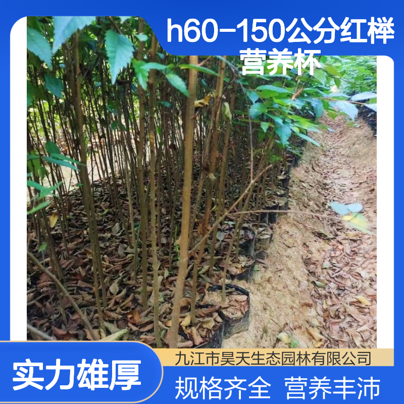 昊天园林H60-150cm红榉营养杯苗 长江流域落叶观叶榉树小苗