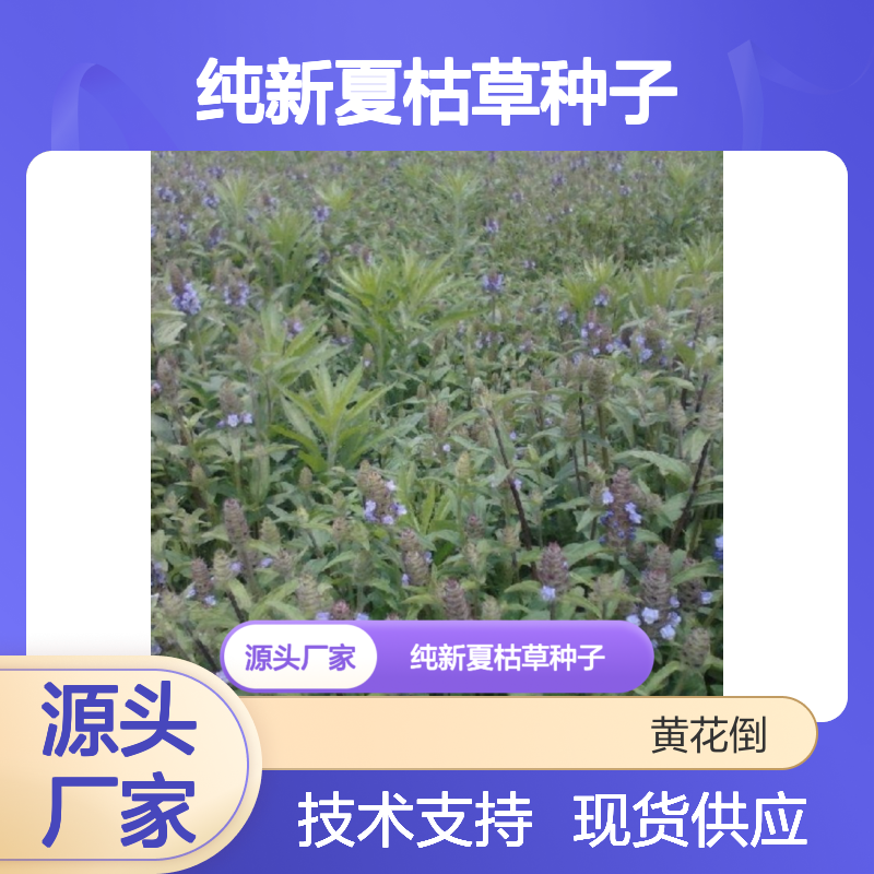 当年纯新夏枯草种子 种植指导 包邮发货 阳光充足