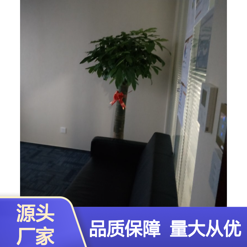 南韵竹风植物租摆服务 绿化工程专家 成活率高