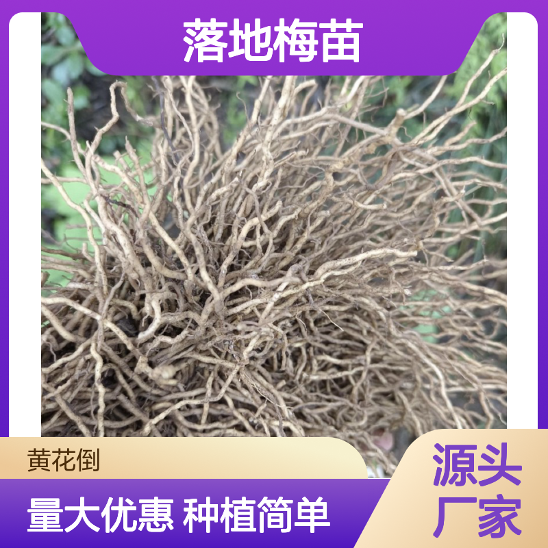 现起现发落地梅苗 多年生草本植物 免费技术 纸质纹路