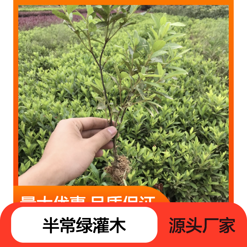 杜鹃小苗 锦绣杜鹃 半常绿灌木 易于修剪 花多色艳