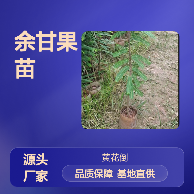 余甘果苗 批发基地直供 良种嫁接 适应性强 栽培简单