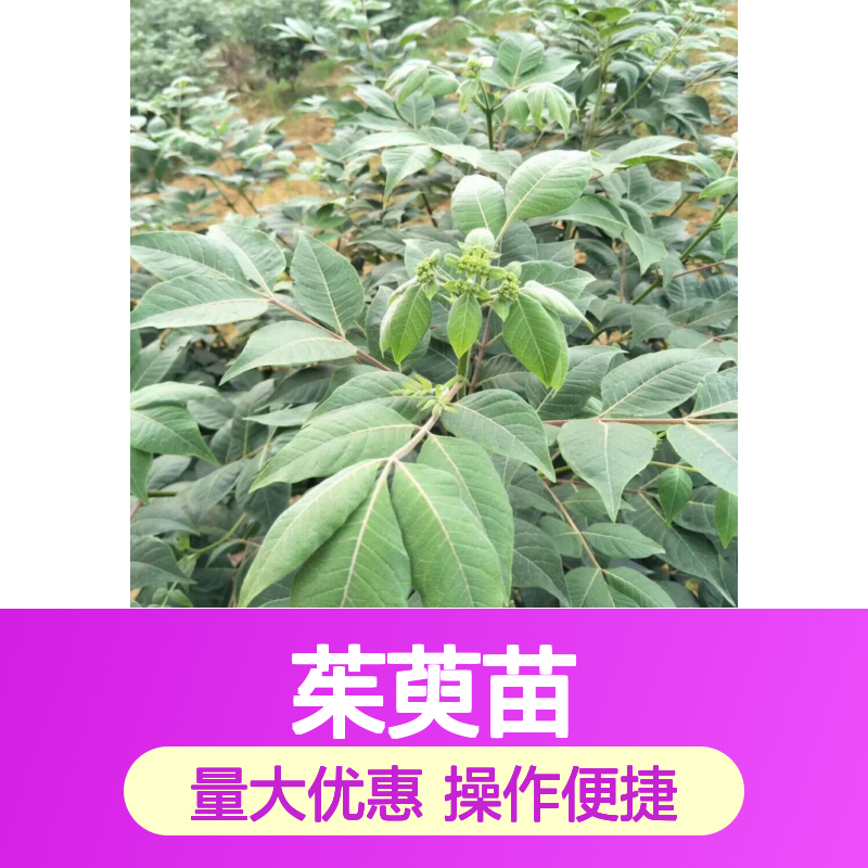 吴茱萸苗，田间管理指南 健壮春梢 排水良好 抽枝快速
