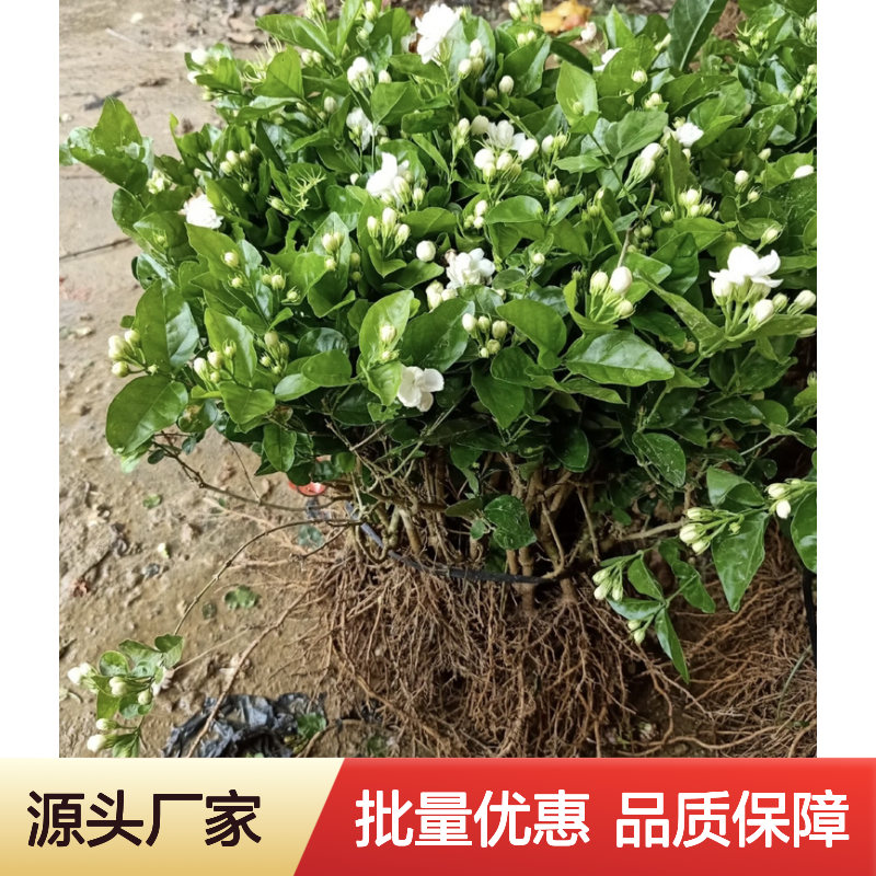重瓣茉莉花苗 批发种植园直供 观赏价高 易于修剪