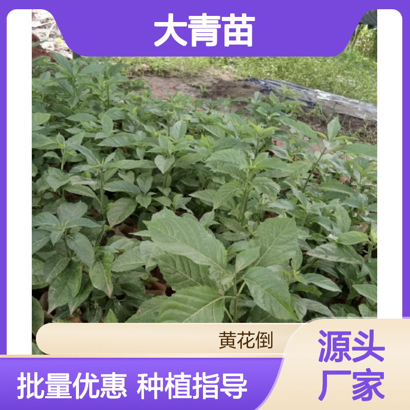 大青生产主产区 园林大青苗供应 管理规范 移栽成活高