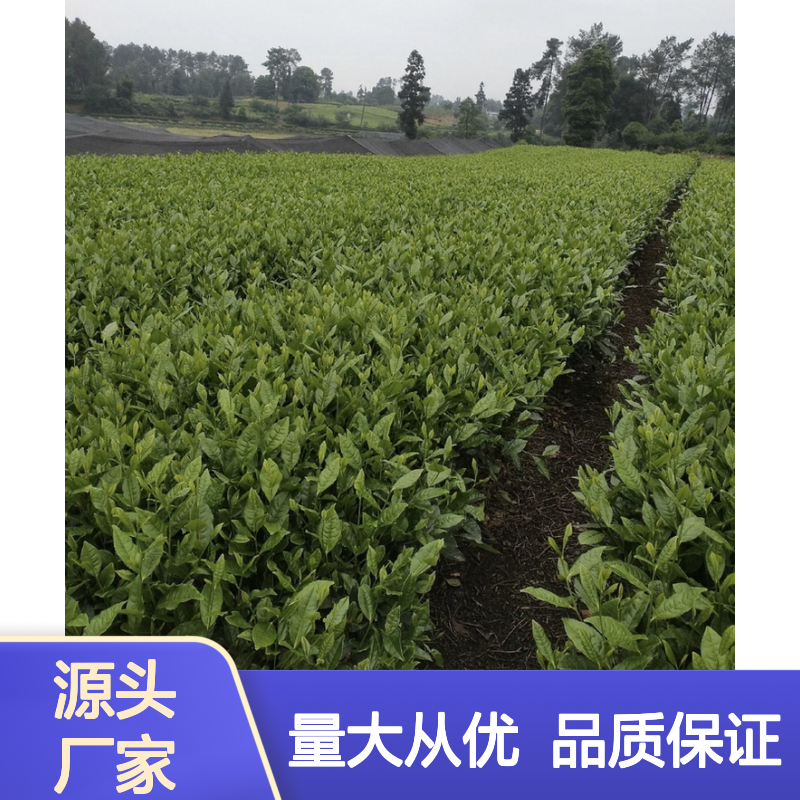基地直供福选九号茶杯苗 品质优良 特惠批发 合作培育