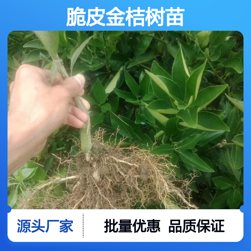 脆皮金桔树苗 优良品种 百亩基地直供 清香可口