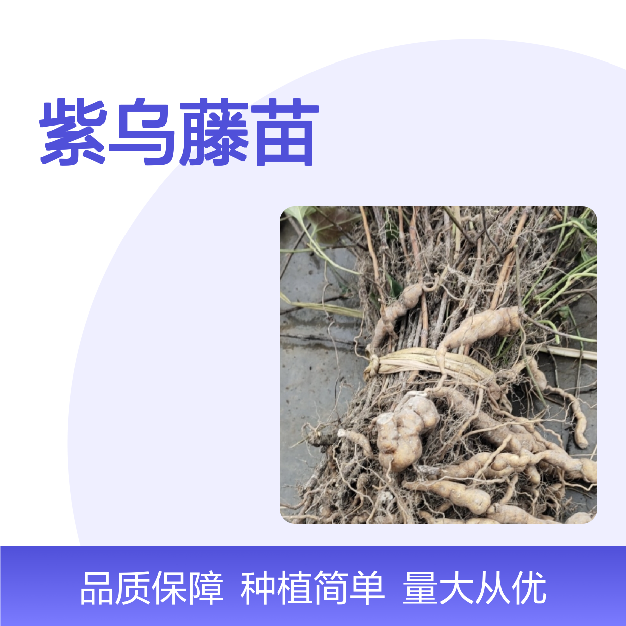 紫乌藤苗 种植主产区直供 批发基地 扦插繁殖 肥水管理
