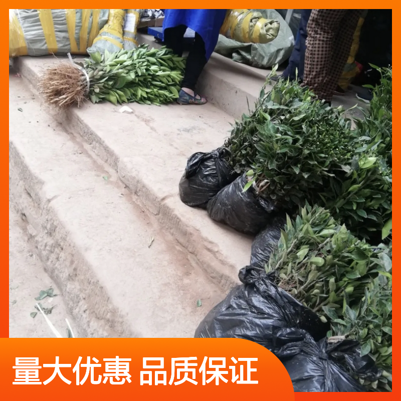夏橙种植区优质夏橙树苗 基地直供 果实鲜美 多环境适应