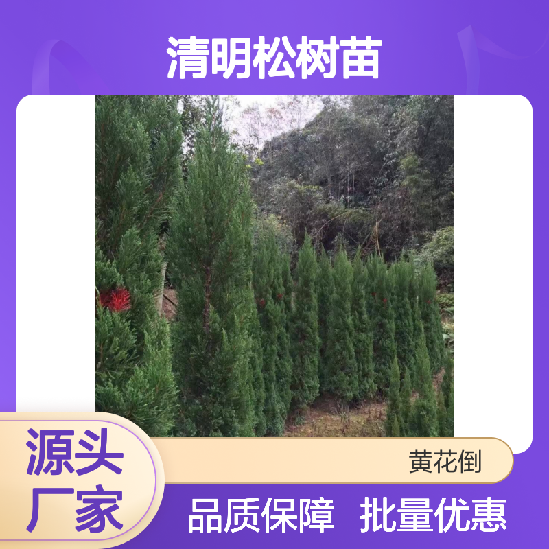 清明松种植园 优质塔柏树苗供应 生长迅速 耐寒耐旱
