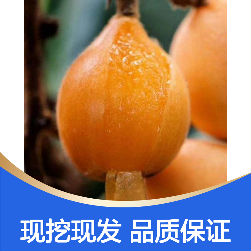早钟枇杷直生苗 当天起苗发货 专线直达 果形硕大