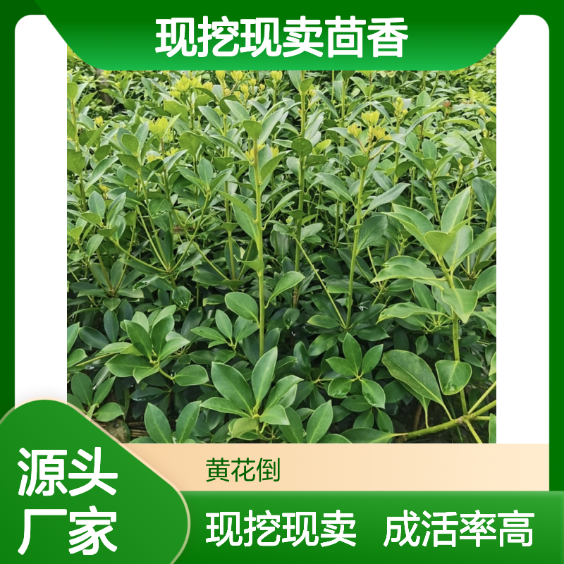 现挖现卖茴香直生树苗 多年生根系发达 成活高规格齐全