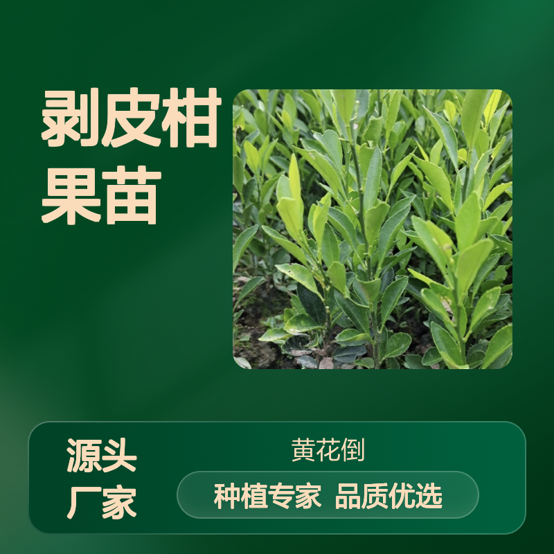 剥皮柑果苗 嫁接繁育 品质优选 科学施肥 种植指导