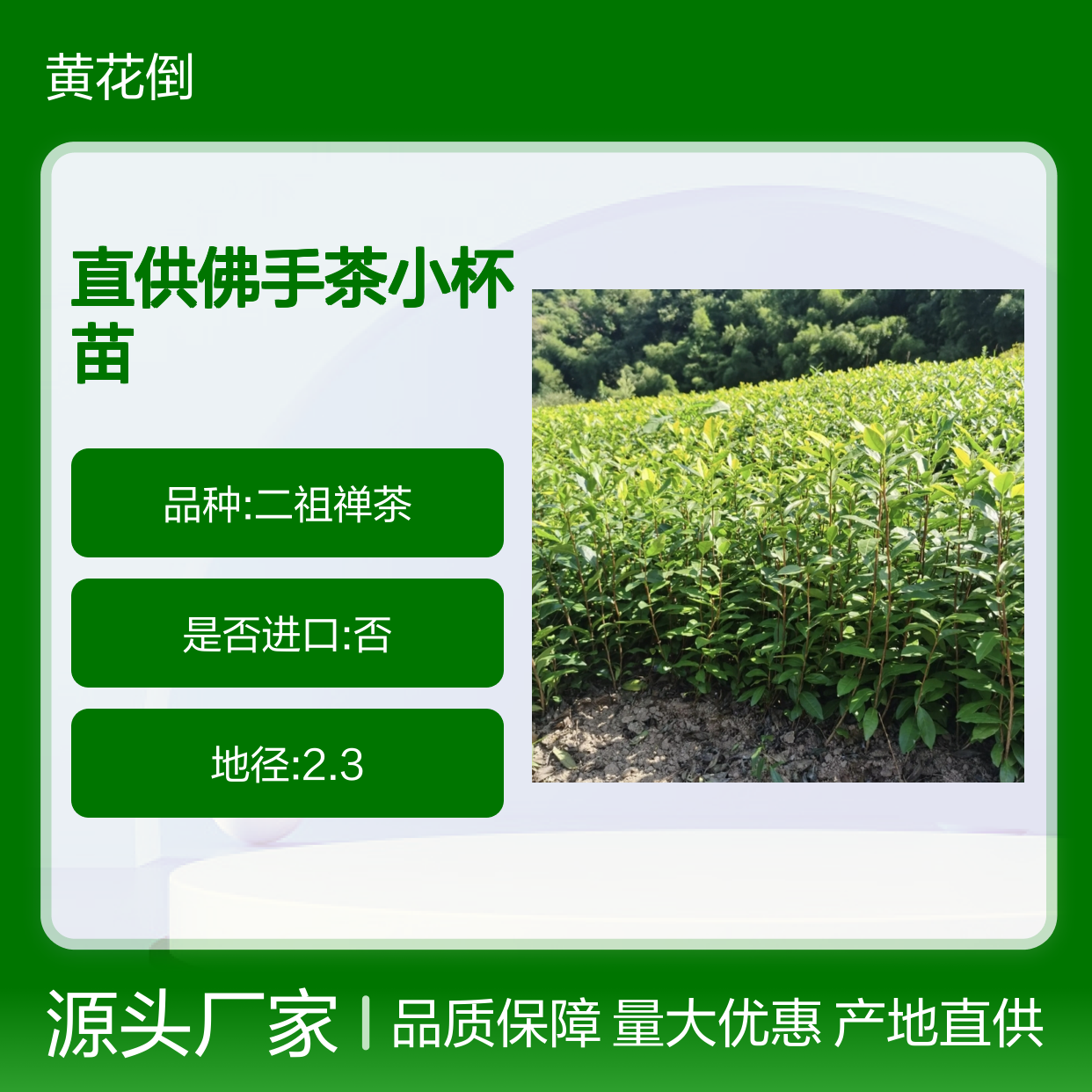 产地直供佛手茶小杯苗 送货上门包邮欢迎来电洽谈经验分享
