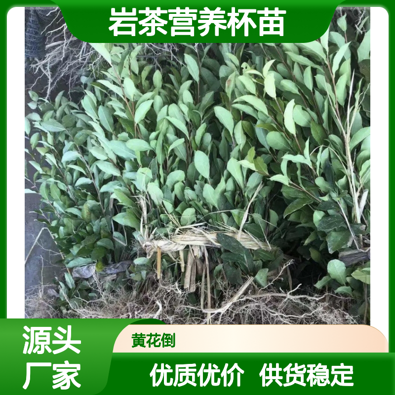 武夷岩茶营养杯苗 合作社培育品质优良 长势喜人