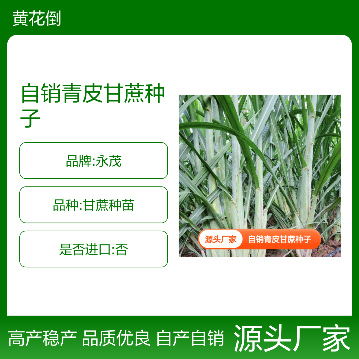 自销青皮甘蔗种子 苗木培育合作社出品 高产稳产
