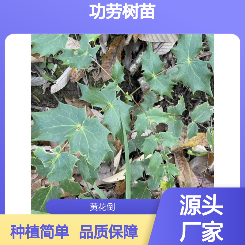细叶十大功劳树苗 产地直发 种植技术指导 分蘖力强