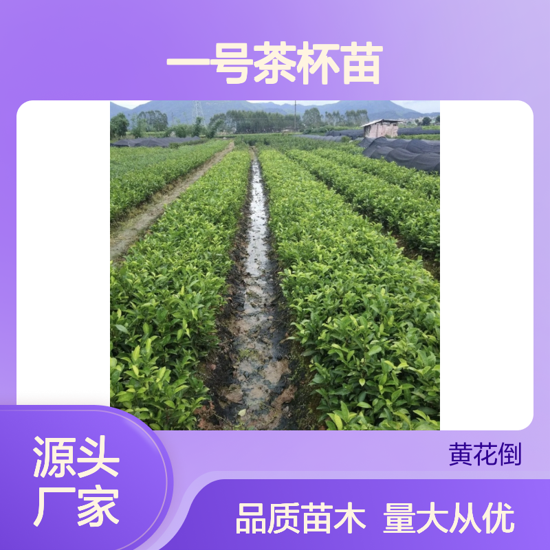 中黄一号茶杯苗 基地直供包邮到家 品质保证 送货上门