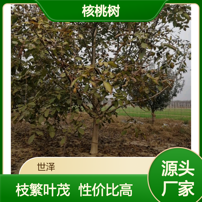 核桃树 8 12 15 20 25公分 庭院景区 枝多叶密 性价比强