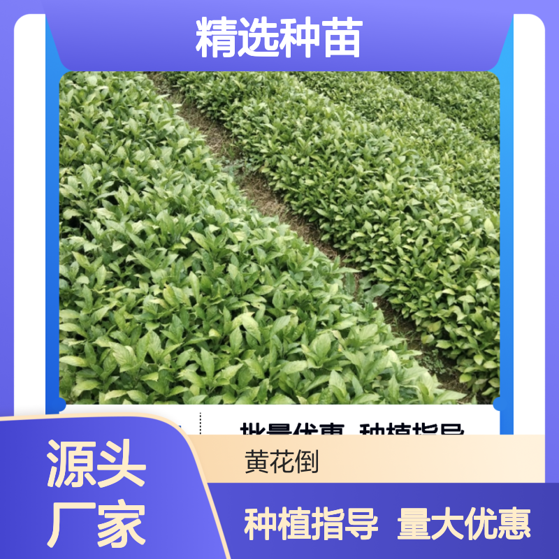 菘蓝苗批发 精选种苗 园林绿化药材种植 适应性强