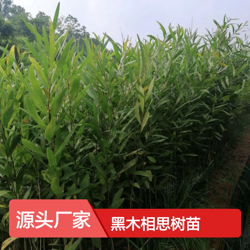 黑木相思树苗 基地直供 荒山造林优选 生长迅速