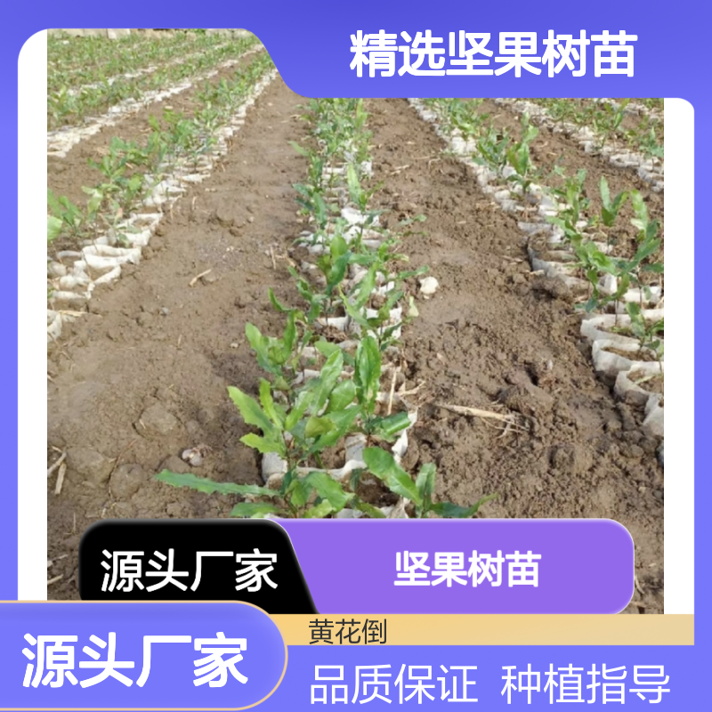 精选坚果树苗 适种多区域 常绿乔木 富含营养 市场潜力