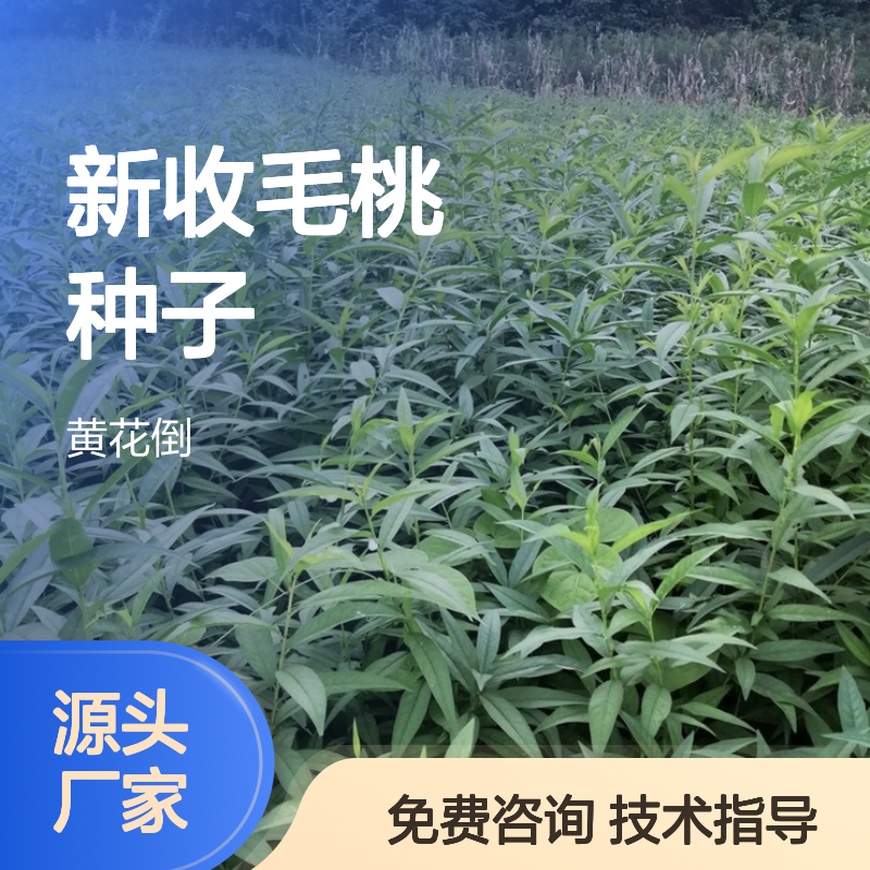 当年新收毛桃种子 嫁接优良砧木选择 自产自销