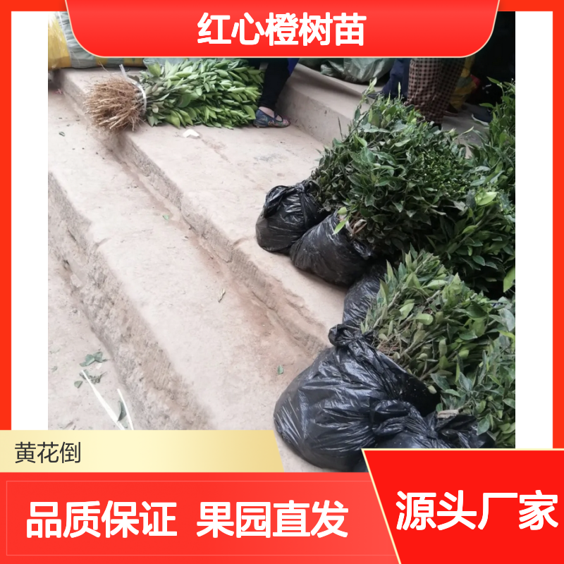 红心橙树苗 批发供应 果园直供 品质优良 高产稳产